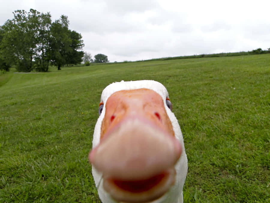 Funny Goose Face Wallpaper
