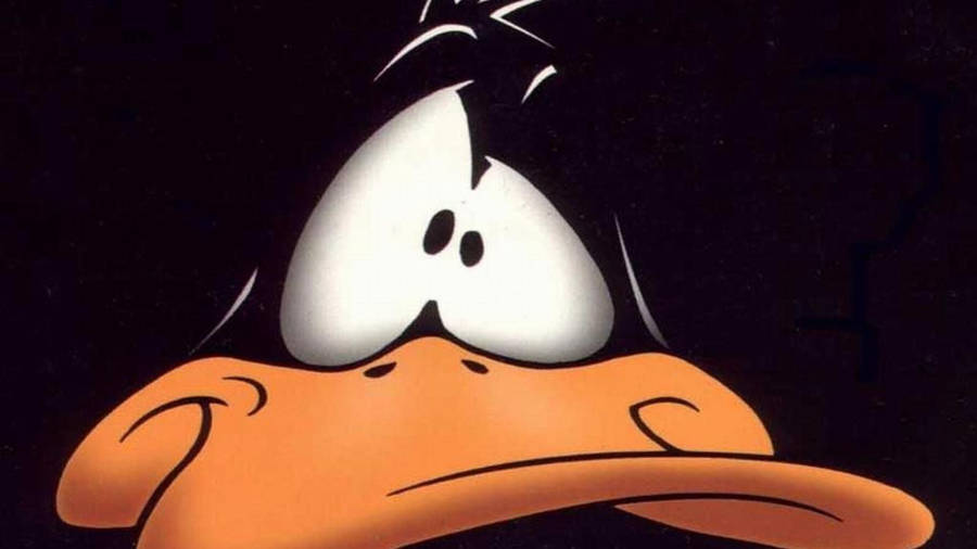 Funny Look Of Daffy Duck Wallpaper