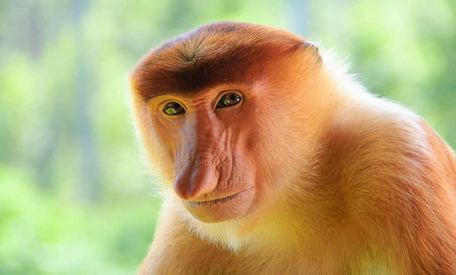 Funny Monkey Meme Face Wallpaper