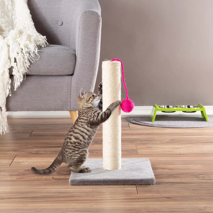 Furry Feline Enjoying Her Cat Scratching Post Wallpaper