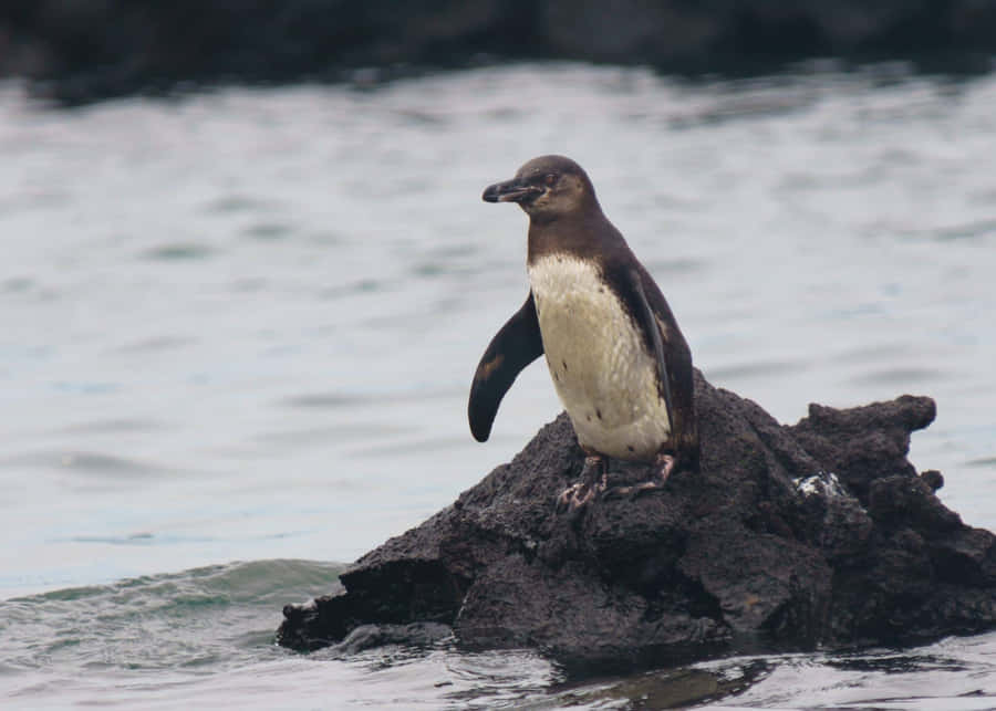 Galapagos Penguin On Rock Wallpaper
