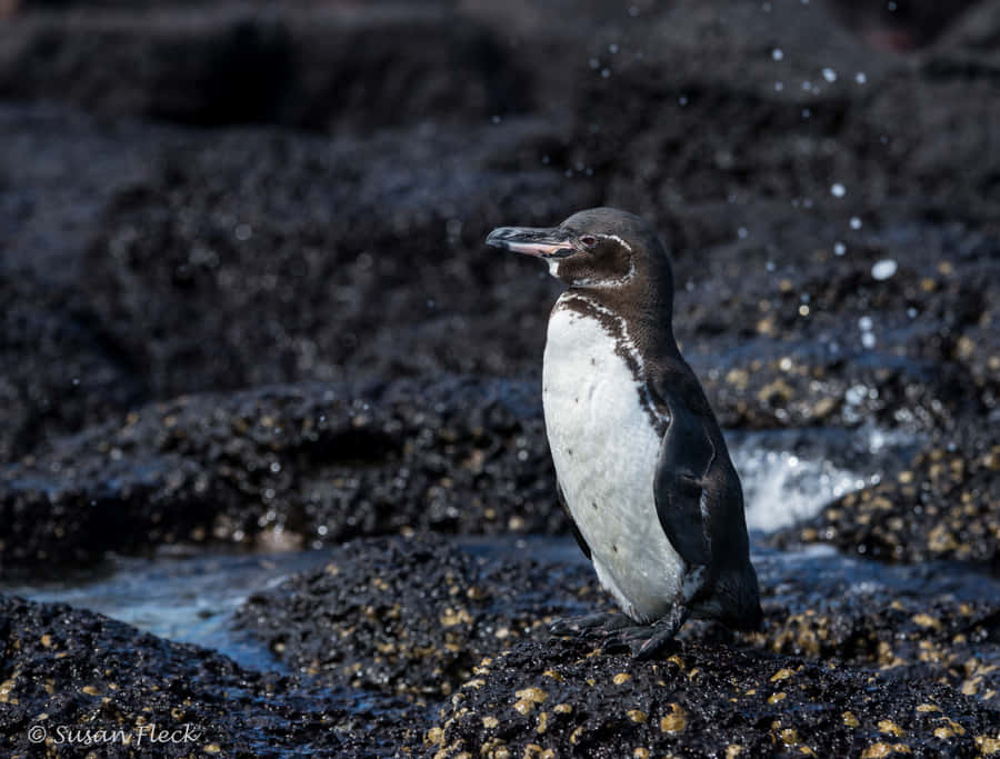 Galapagos Penguin On Rocks Wallpaper