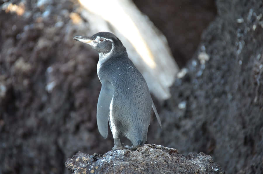 Galapagos Penguin Restingon Rock Wallpaper