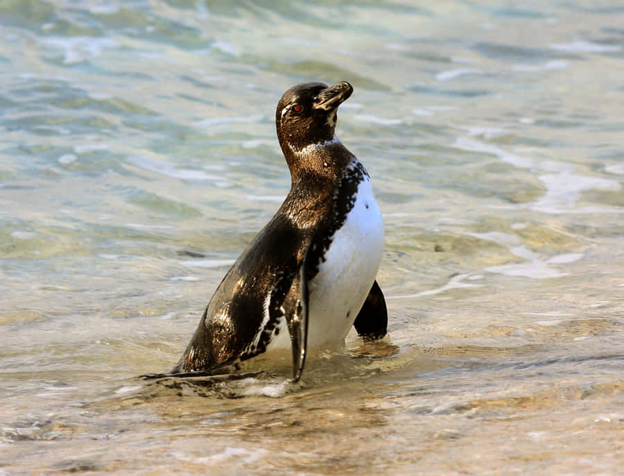 Galapagos Penguin Standing On Rocky Shoreline Wallpaper