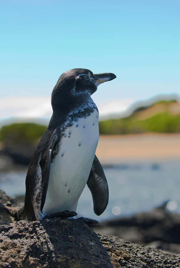 Galapagos Penguin Standingon Rock Wallpaper