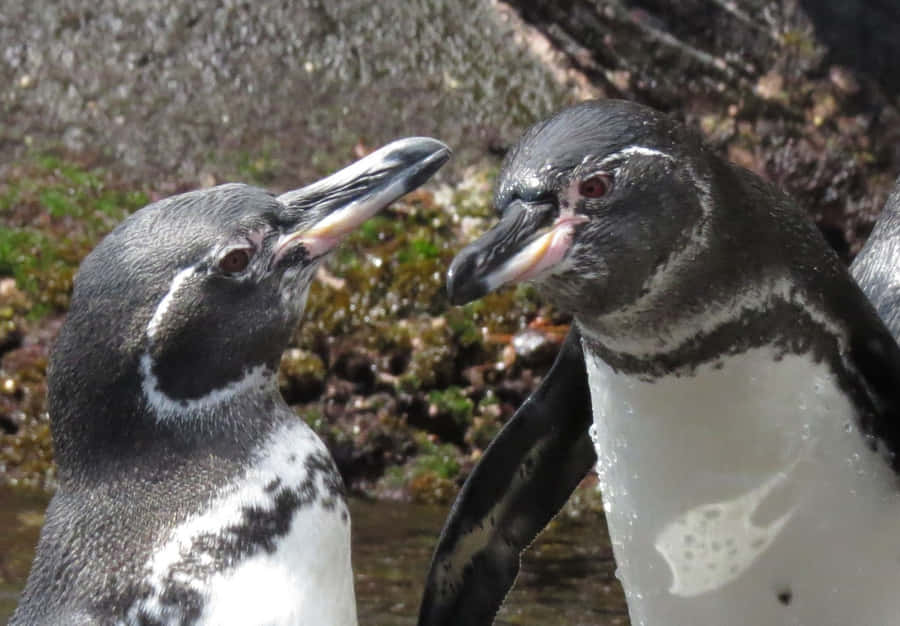 Galapagos Penguins Close Up Wallpaper