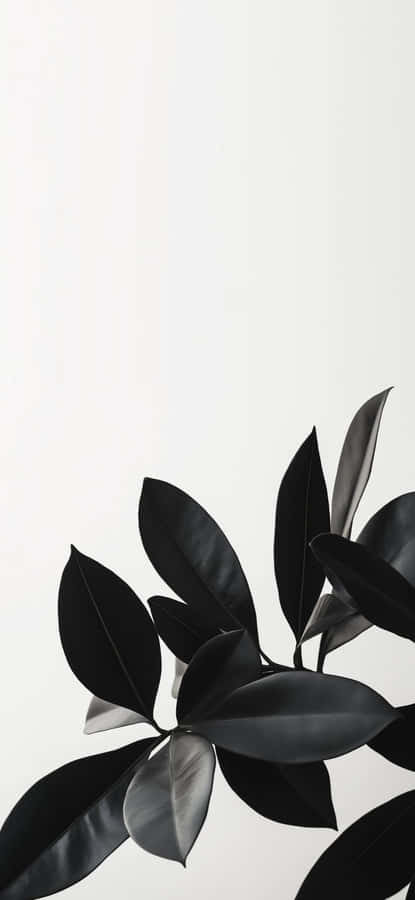 Galaxy S25 Elegant Wallpaper Wallpaper