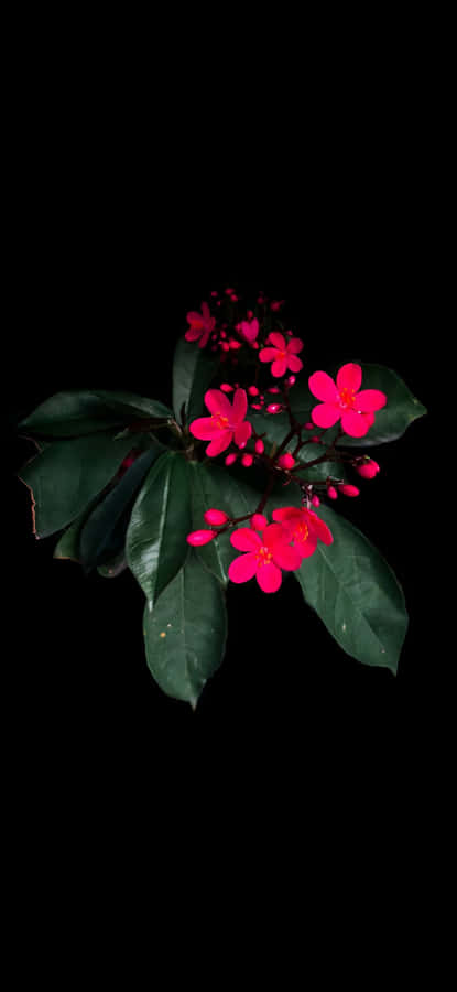 Galaxy S25 Macro Photography Wallpaper