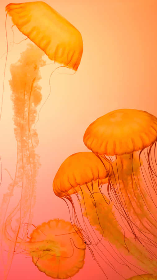 Galaxy S25 Ultra Jellyfish Wallpaper Wallpaper
