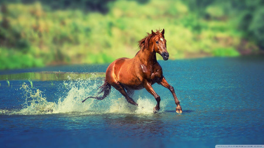 Galloping In Freedom Wallpaper