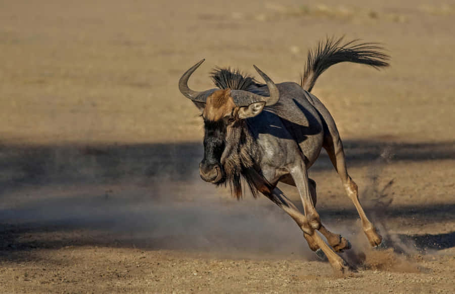 Galloping Wildebeestin Dust Wallpaper