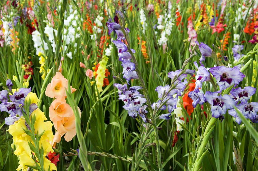 Garden Of Gladiolus Wallpaper