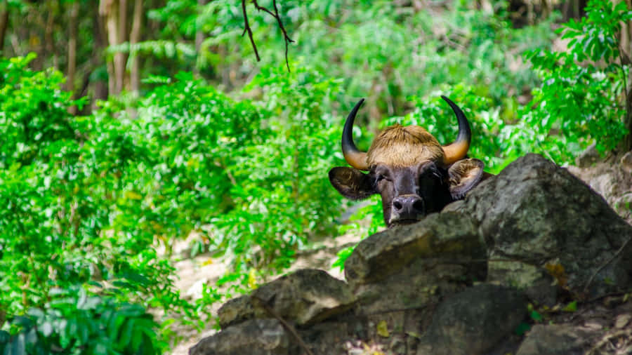 Gaurin Natural Habitat.jpg Wallpaper