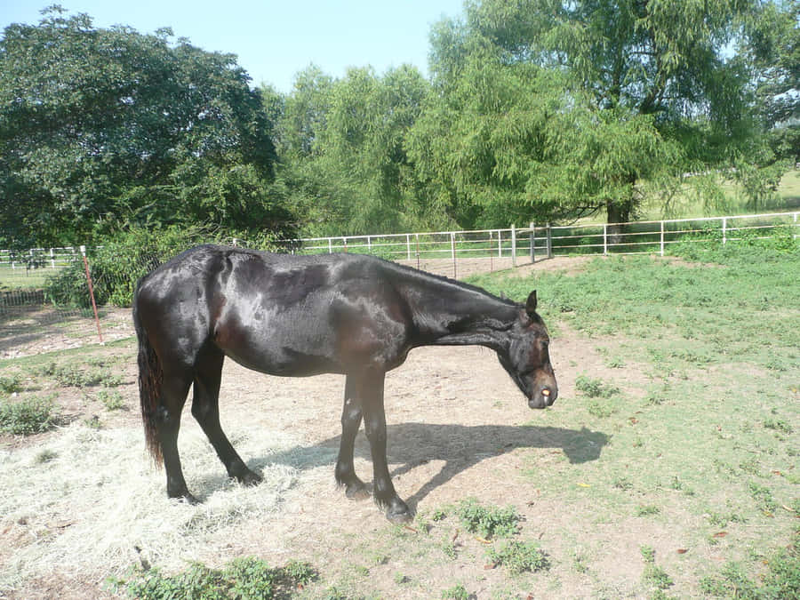 Gawky Horse Wallpaper