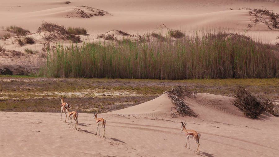 Gazelles Walking Towards Tall Grass In Namibia Wallpaper