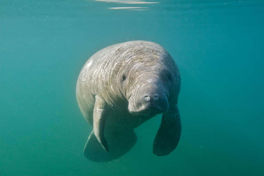 Gentle Manatee Underwater.jpg Wallpaper