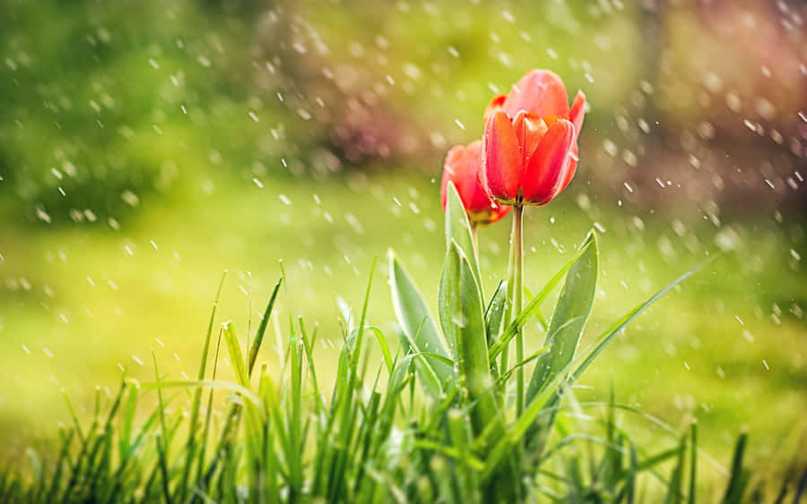 Gentle Spring Rain On Blossoming Trees Wallpaper