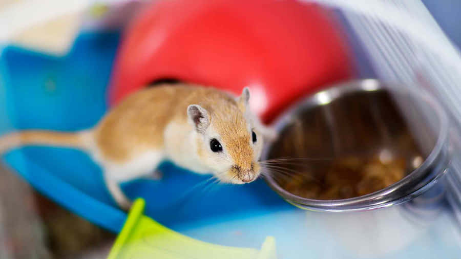 Gerbilin Habitat.jpg Wallpaper