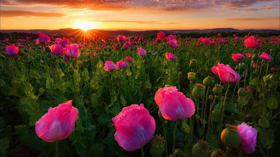 Germany Pink Poppies Field Wallpaper