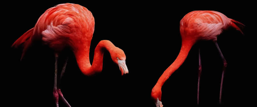 Get Into The Groove With Flamingo Laptop! Wallpaper