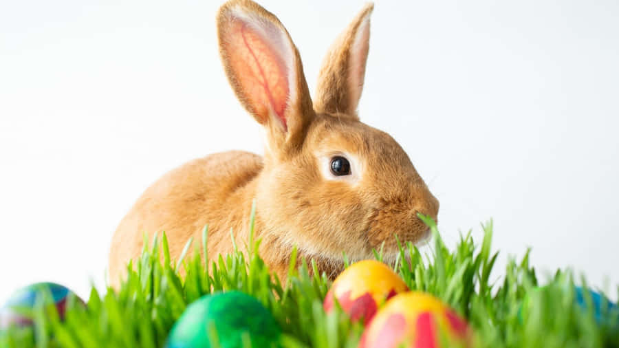 Get Ready For Easter Egg Hunt With The Easter Bunny! Wallpaper
