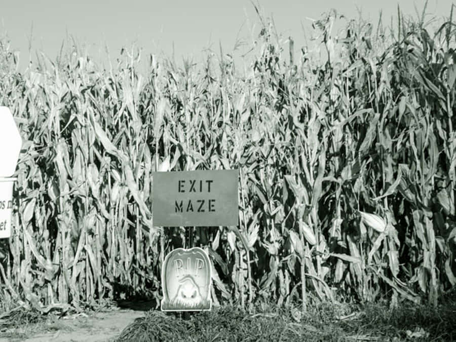 Get Ready For Halloween Fun With Haunted Corn Mazes Wallpaper