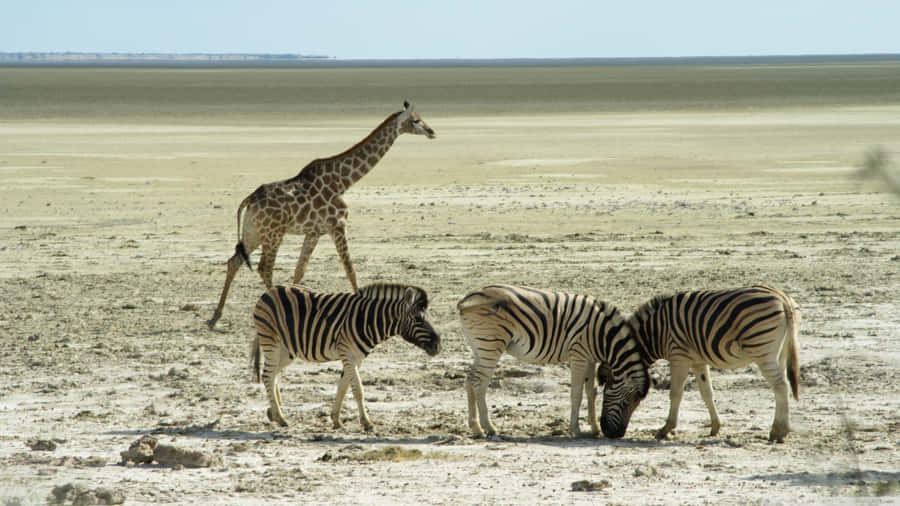 Get Up Close And Personal With African Wildlife Wallpaper