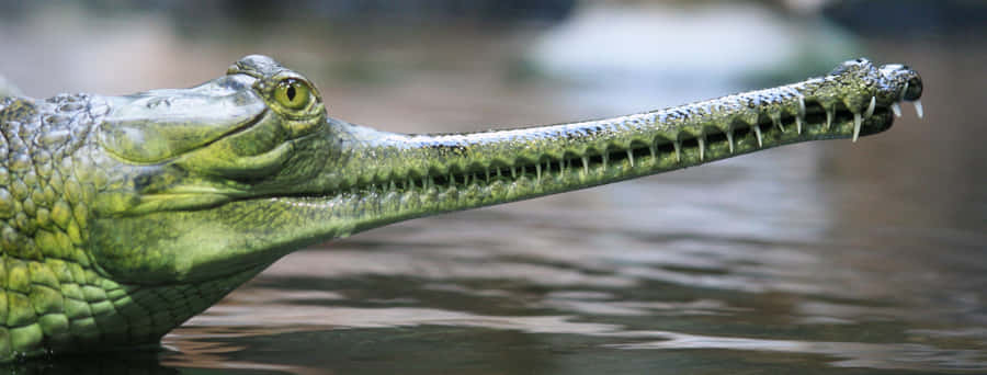 Gharial Close Up Water Wallpaper