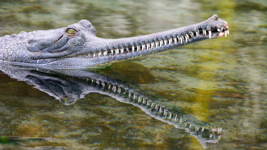 Gharial Crocodile Reflection Water Wallpaper