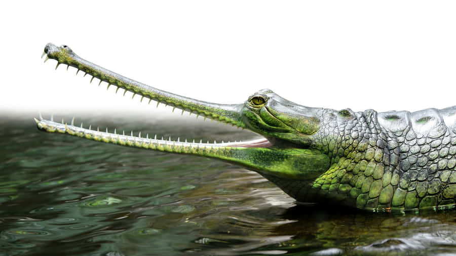 Gharial Crocodilein Water Wallpaper