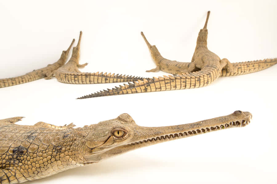 Gharial Crocodiles White Background Wallpaper