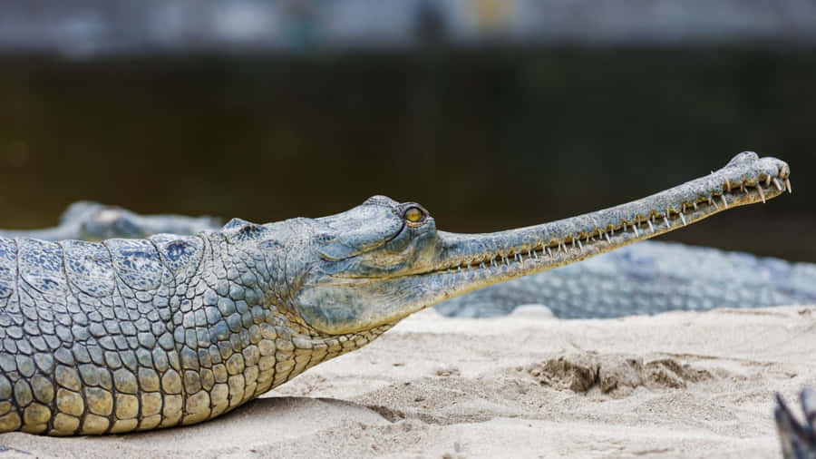 Gharialon Sandbank Wallpaper