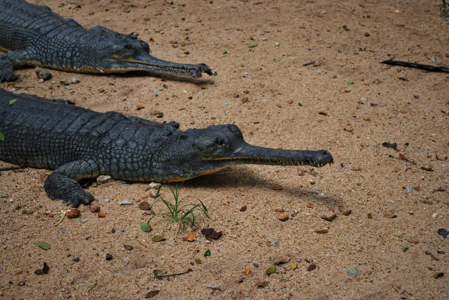 Gharials_ Resting_on_ Sandbank.jpg Wallpaper