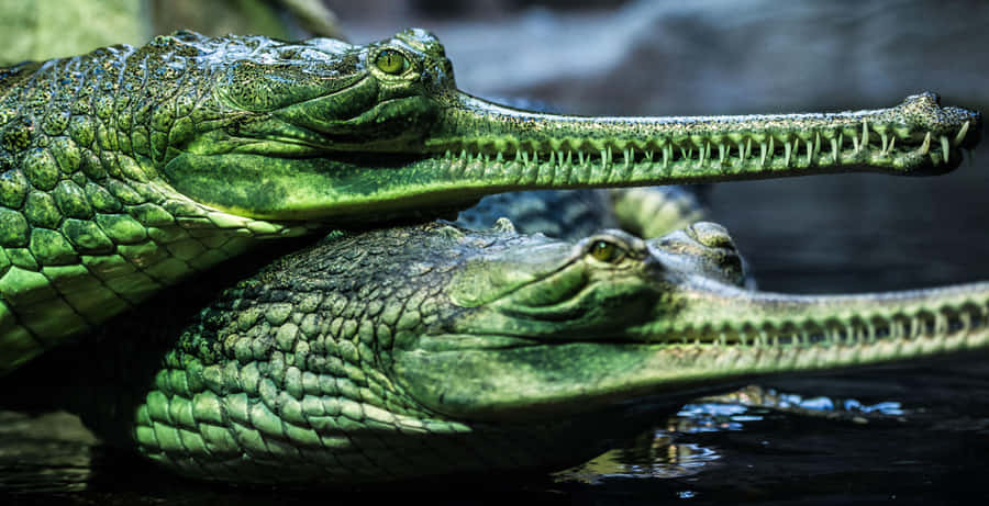 Gharials Sideby Side Wallpaper