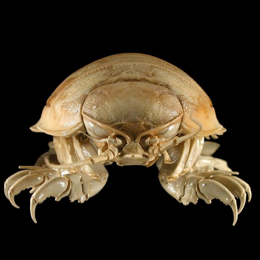 Giant Isopod Closeup Wallpaper