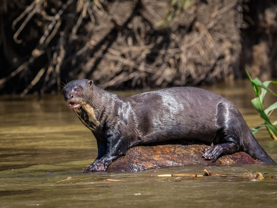 Giant Otter Restingon Log Wallpaper