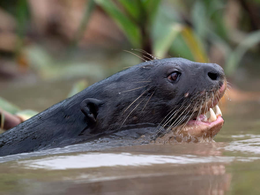 Giant Otter Swimming Wallpaper