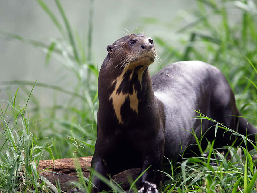 Giant Otterin Natural Habitat.jpg Wallpaper