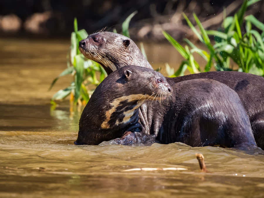 Giant Otters Resting In Water.jpg Wallpaper