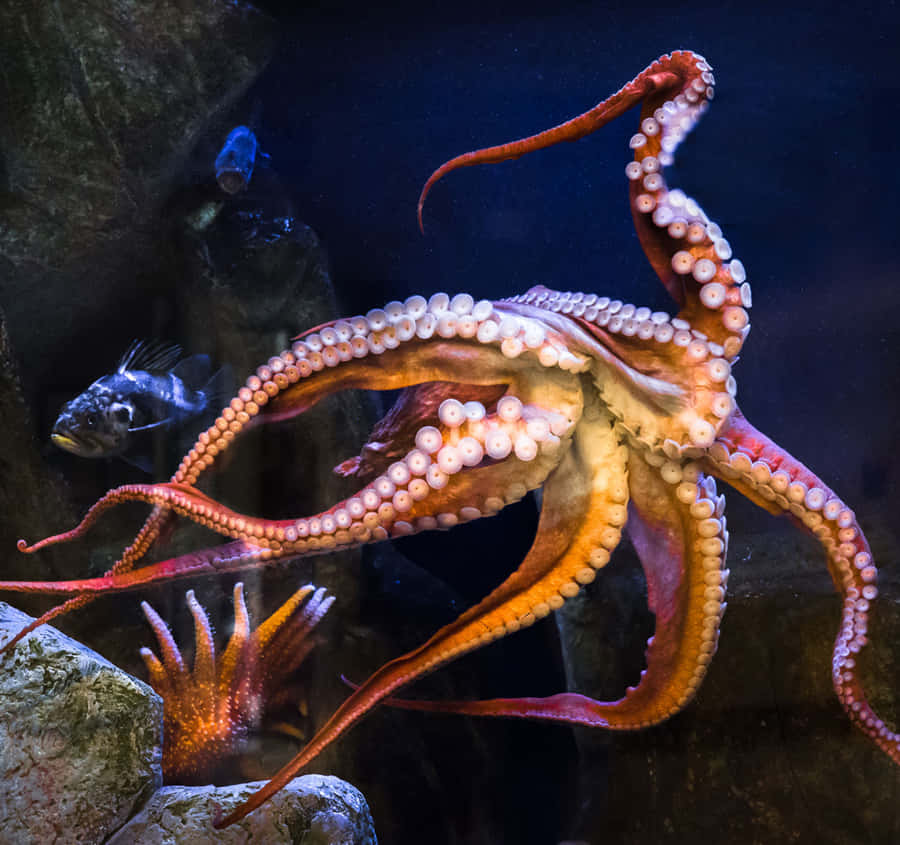 Giant Pacific Octopus Display Wallpaper