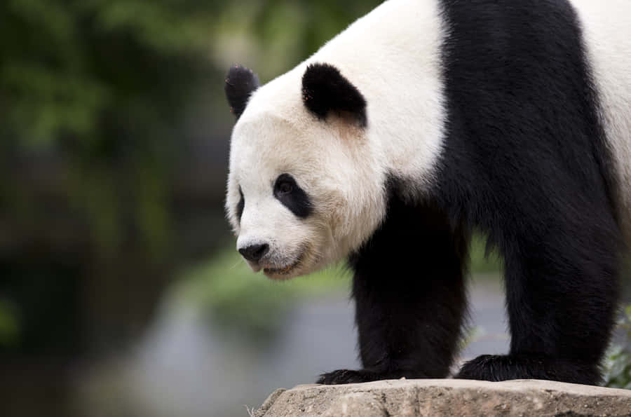 Giant Panda On Top Of Rock Wallpaper