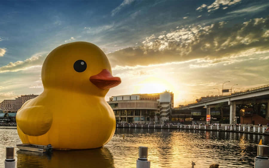 Giant Rubber Duck Sunset Harbor Wallpaper
