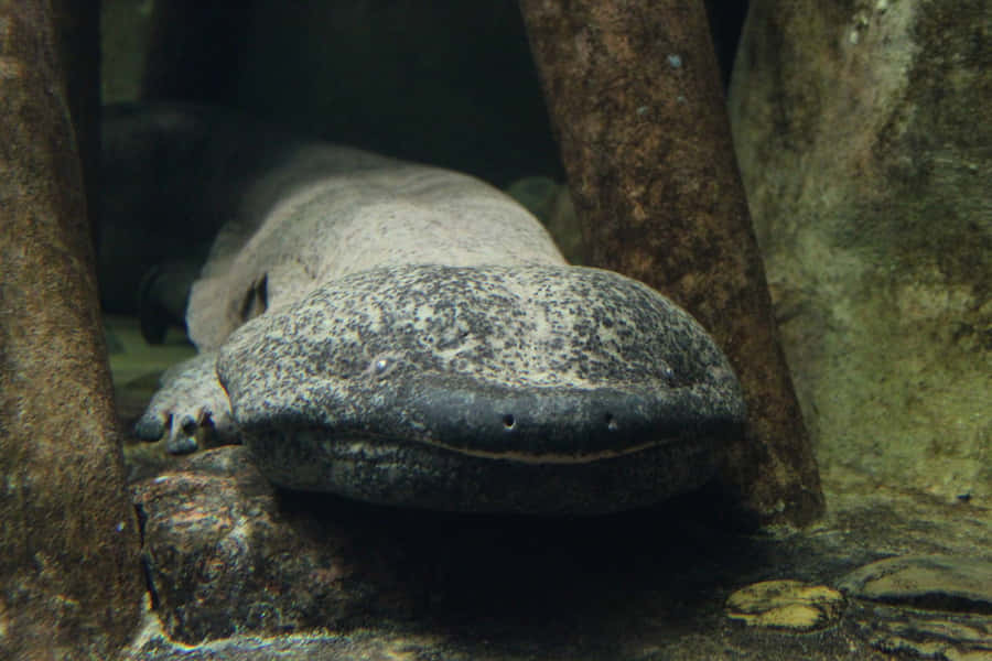 Giant Salamander Resting Underwater.jpg Wallpaper