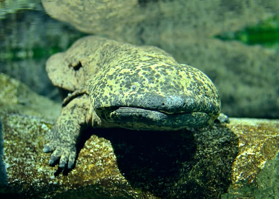 Giant Salamander Restingon Rock Wallpaper