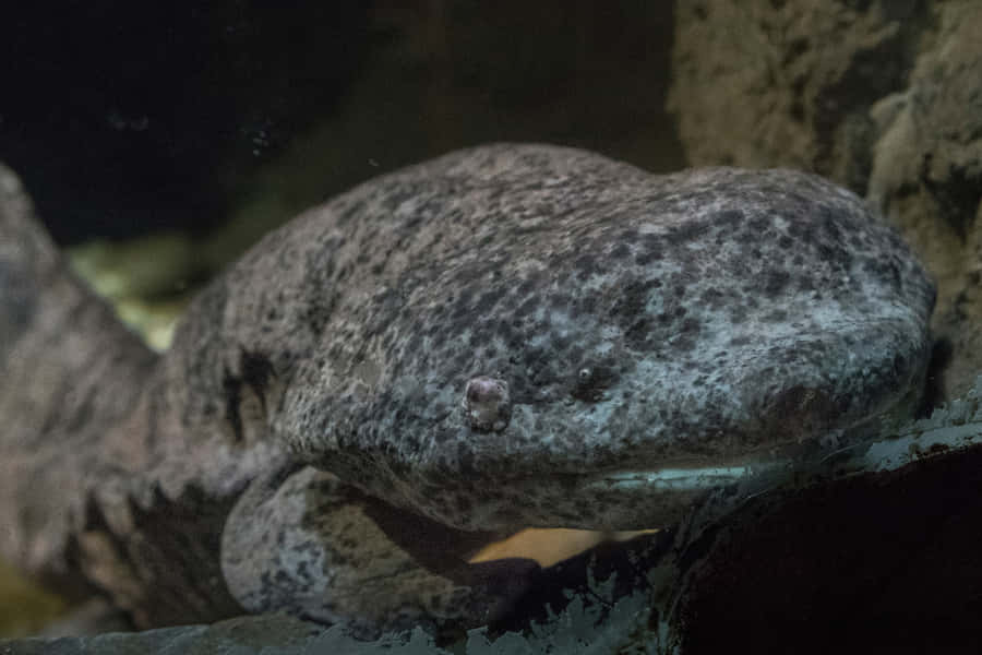 Giant Salamander Restingon Rocks Wallpaper