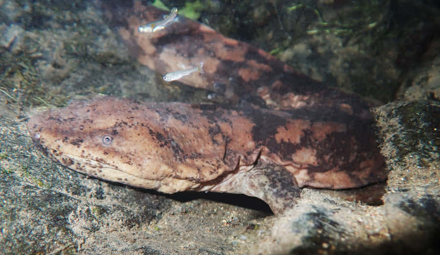 Giant Salamander Underwater Wallpaper