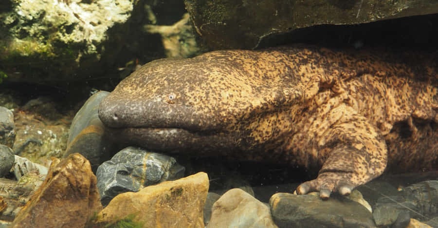 Giant Salamander Underwater Rocks Wallpaper