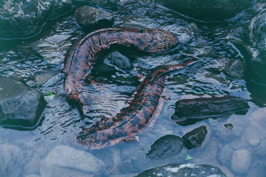 Giant Salamanderin Stream.jpg Wallpaper