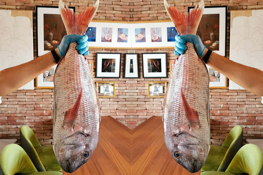 Giant Snapper Held Up Wallpaper