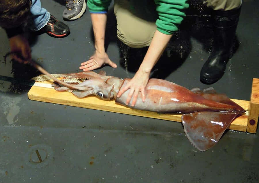 Giant Squid Examination Wallpaper